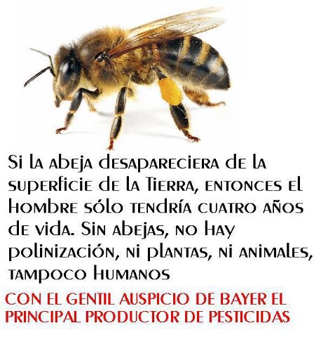 abejas.jpg